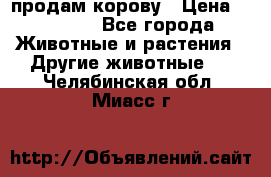 продам корову › Цена ­ 70 000 - Все города Животные и растения » Другие животные   . Челябинская обл.,Миасс г.